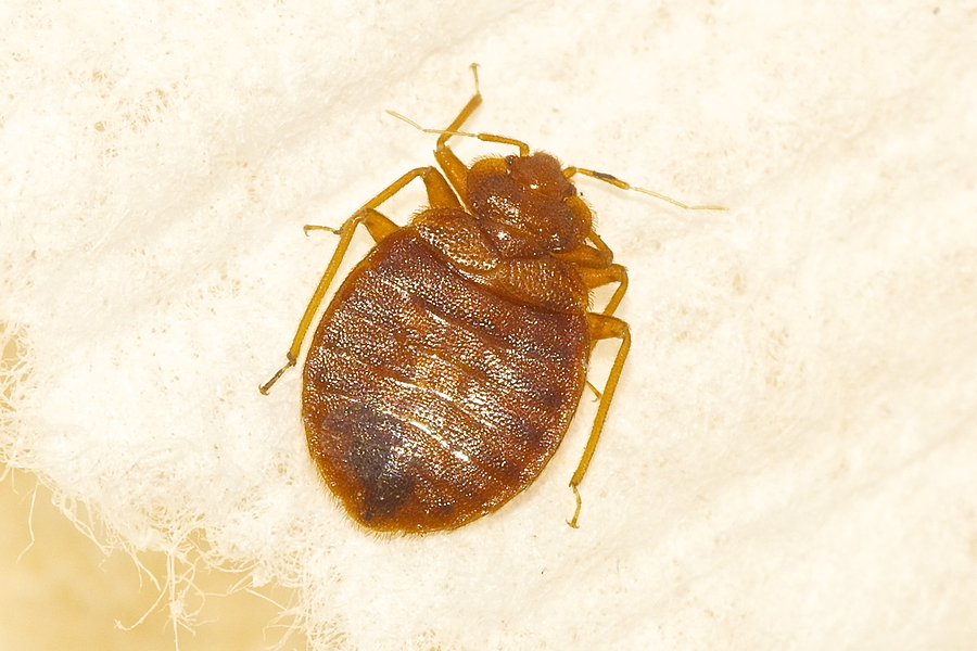 bed bug smell