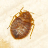 bed-bugs-berlin-conway-new-hampshire-presidential-pest-control-llc